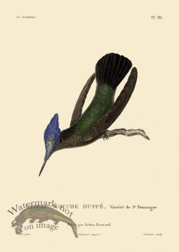 Humming Bird 50